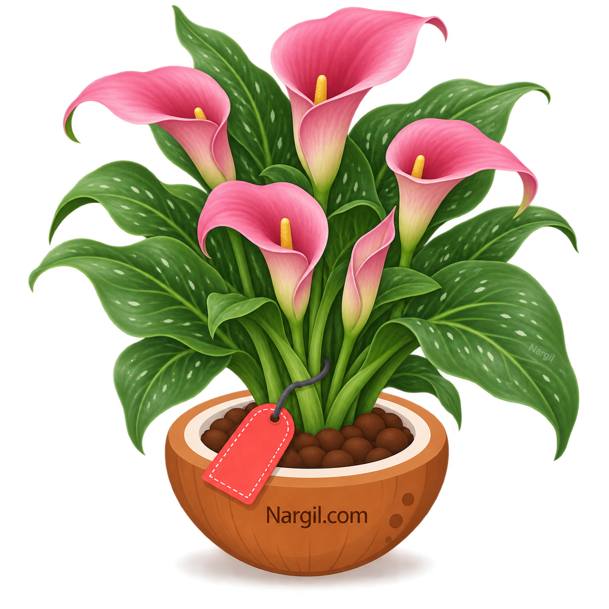 Nargil_Zantedeschia rehmannii
